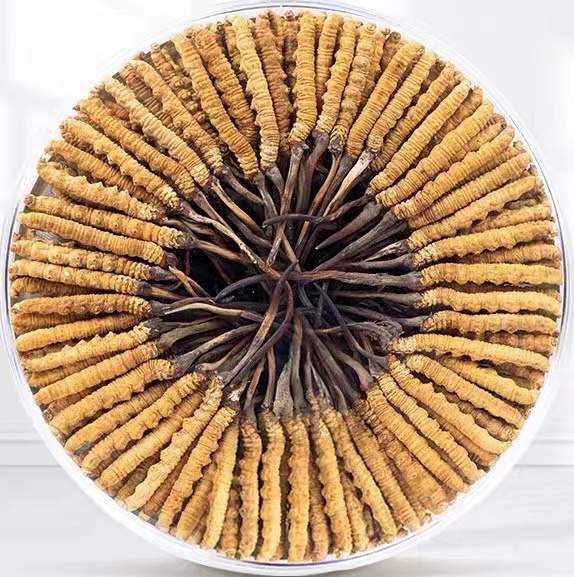 集美冬虫夏草回收